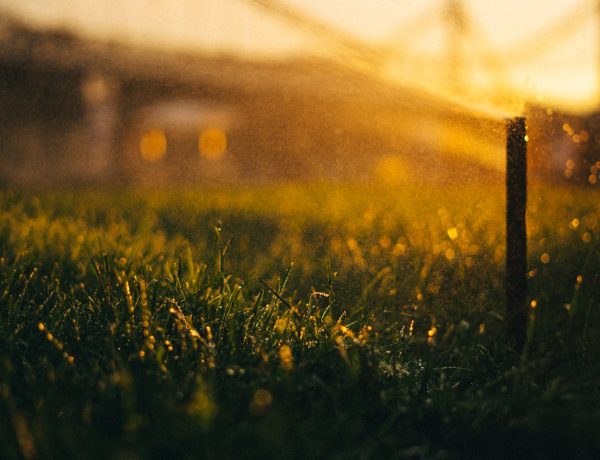 „Wasser marsch! Die 3 beliebtesten Gartenbewässerungssysteme in Deutschland im großen Vergleich“